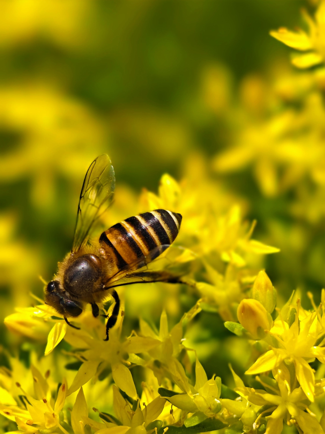 Beesurvivor - Rettung von Wildbienen und einheimischen Insekten - Honigbiene auf der Blüte