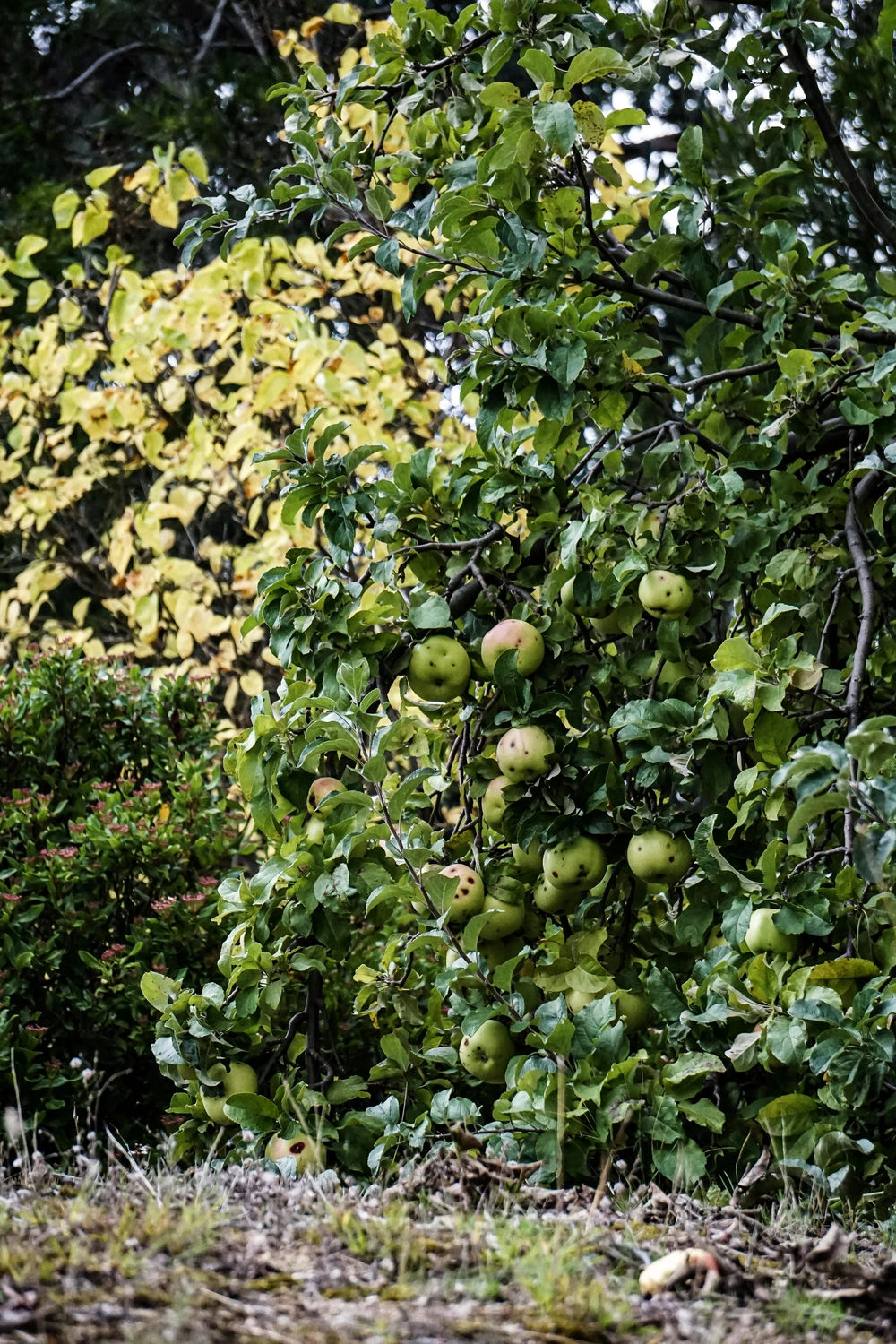  Beesurvivor - Rettung von Wildbienen und einheimischen Insekten - Apfelbäume