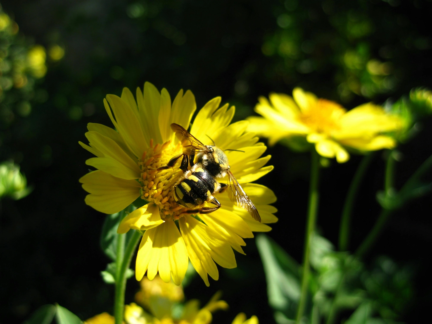 Beesurvivor - Rettung von Wildbienen und einheimischen Insekten - Honigbiene auf Sonnenblume