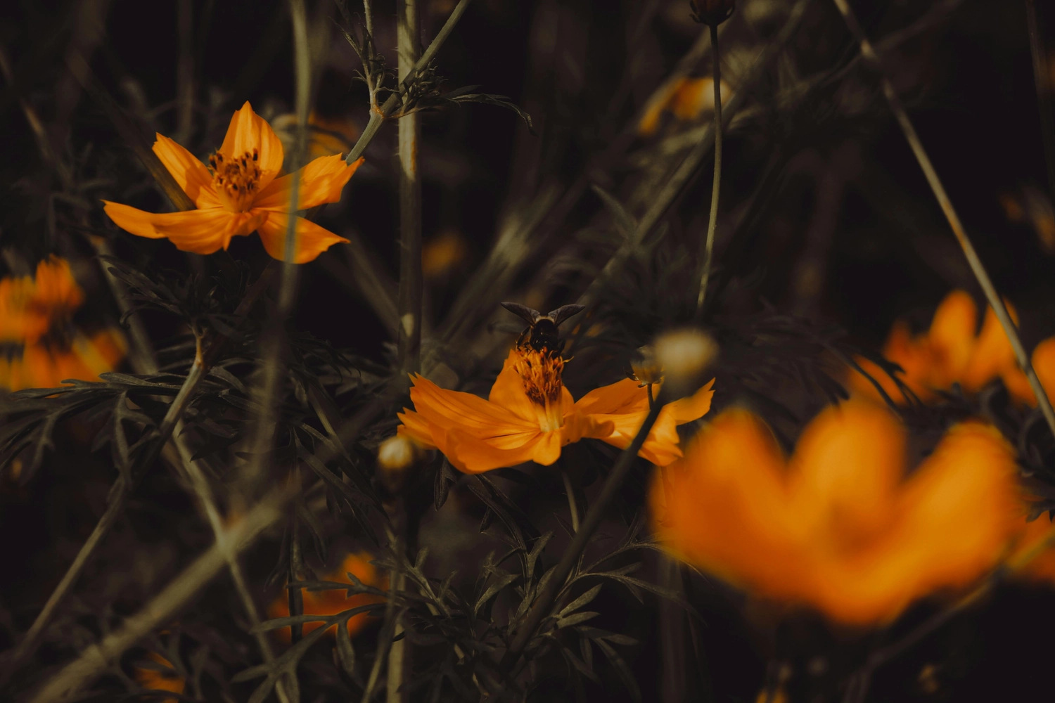 Beesurvivor - Rettung von Wildbienen und einheimischen Insekten - orange-gelbe Blüten der Schwefel-Kosmee